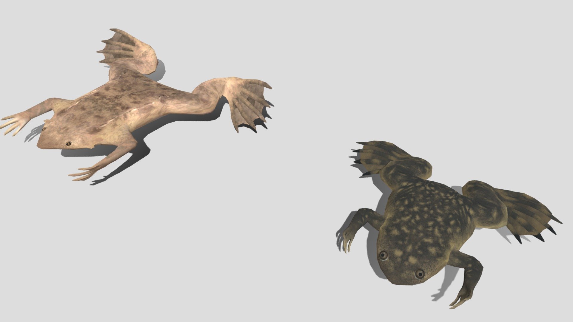 2 kinds of Pipidae frog (Pipid frog) 3d model