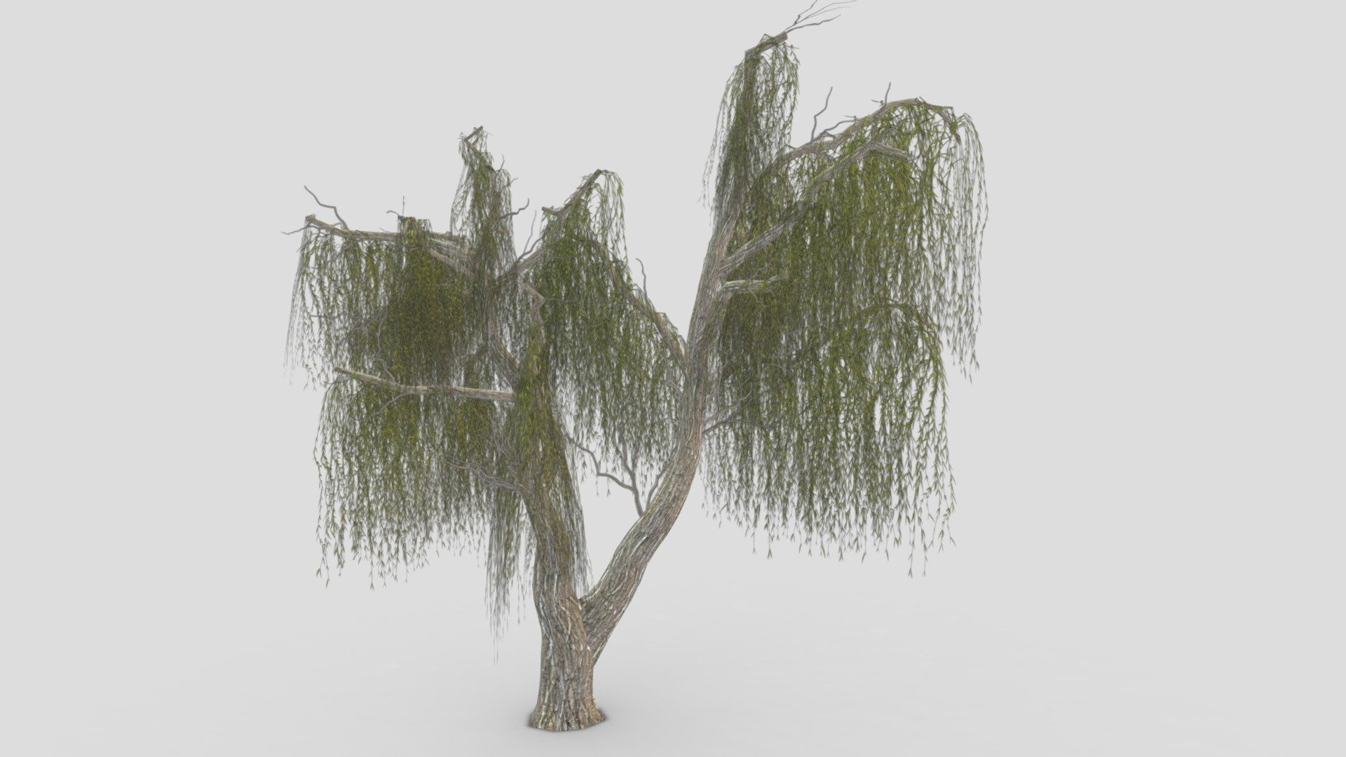 Weeping Willow Tree-12 3d model