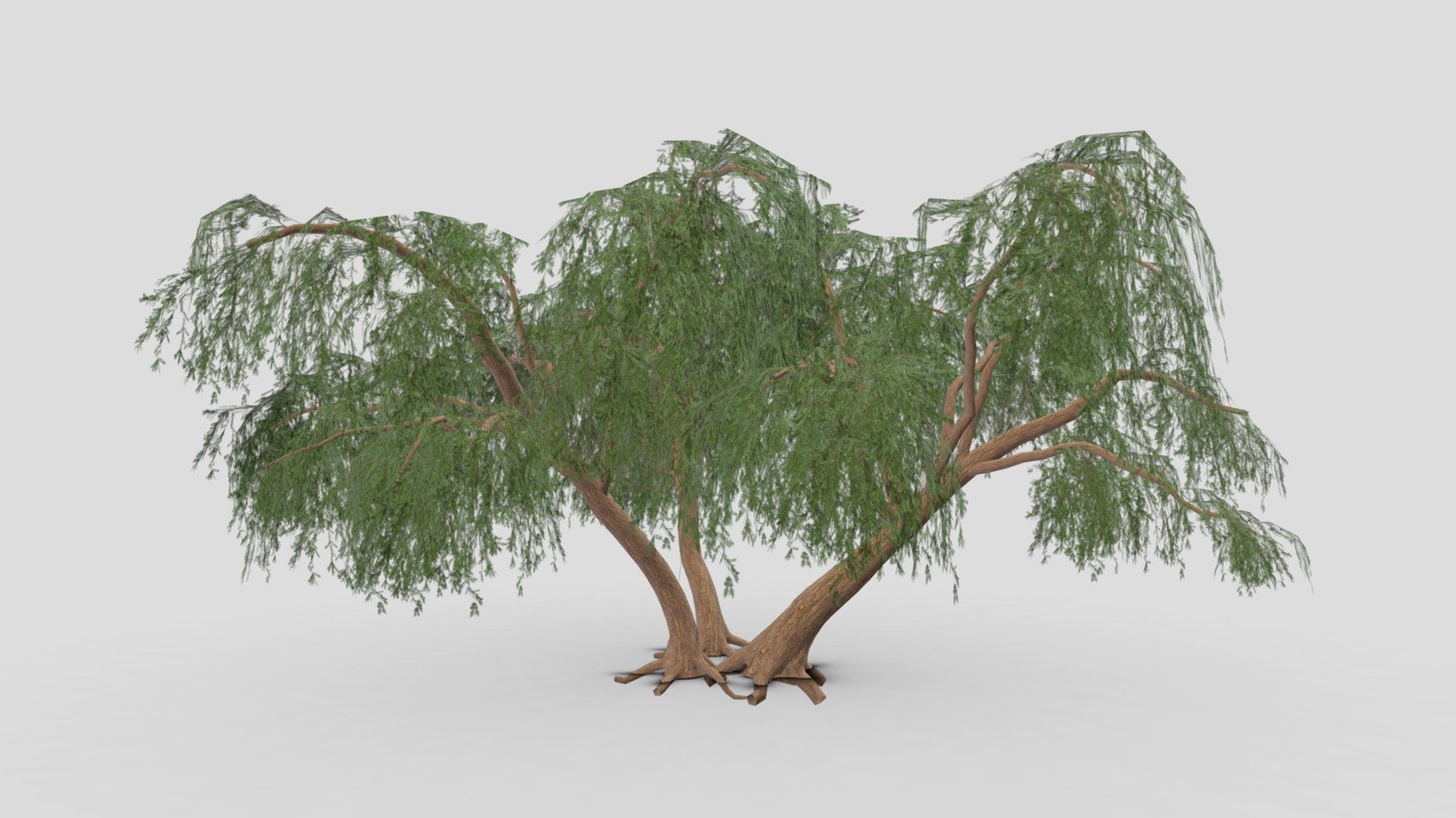 Prosopis Tree- 05 3d model