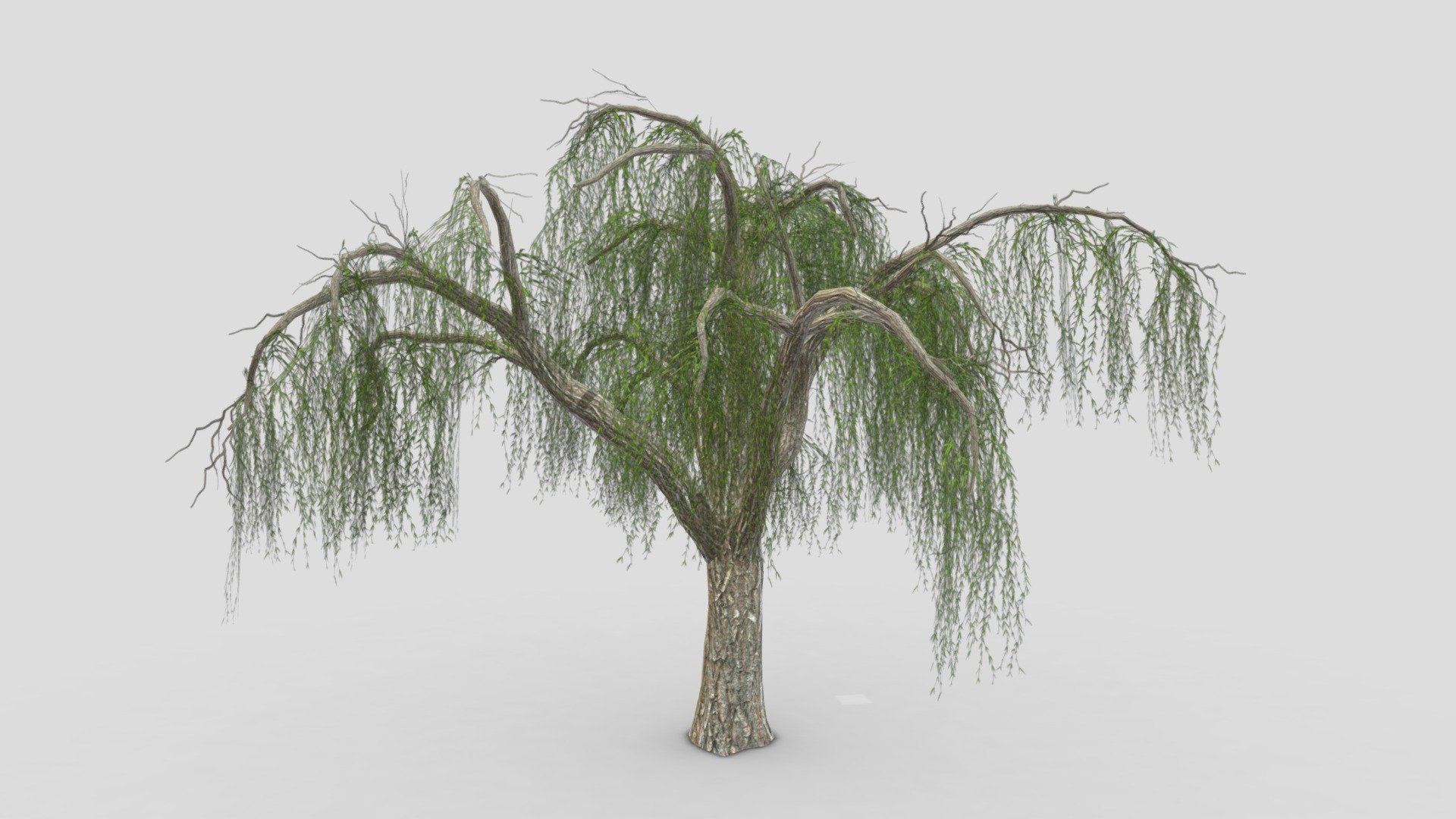 Weeping Willow Tree-09 3d model