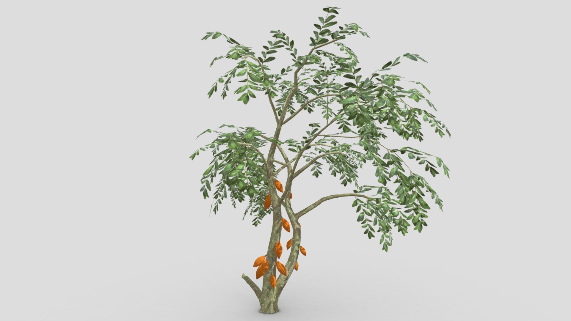 Cacao Tree( Orang Fruit)- 05 3d model