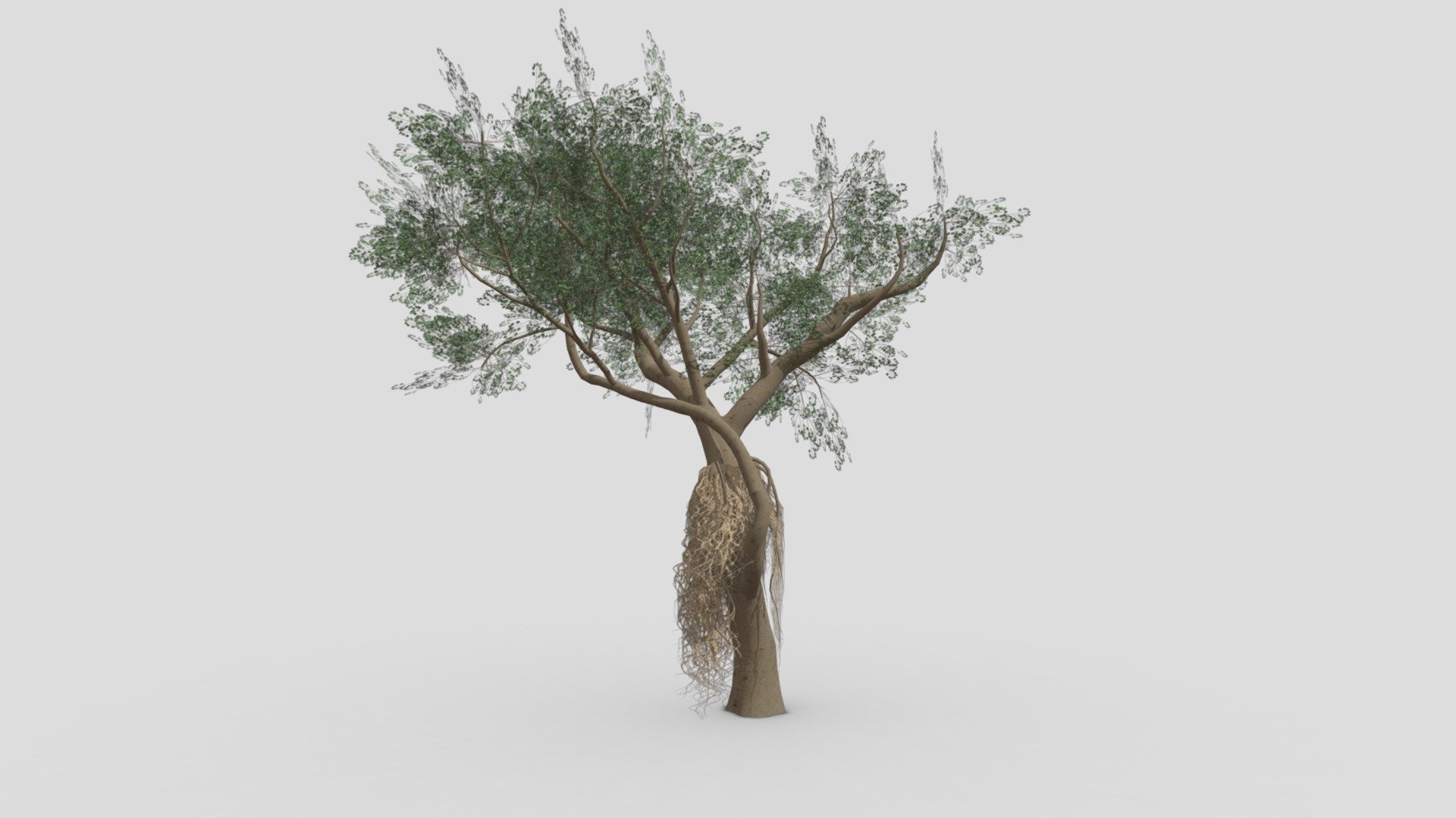 Ficus Benjamina Tree-S16 3d model