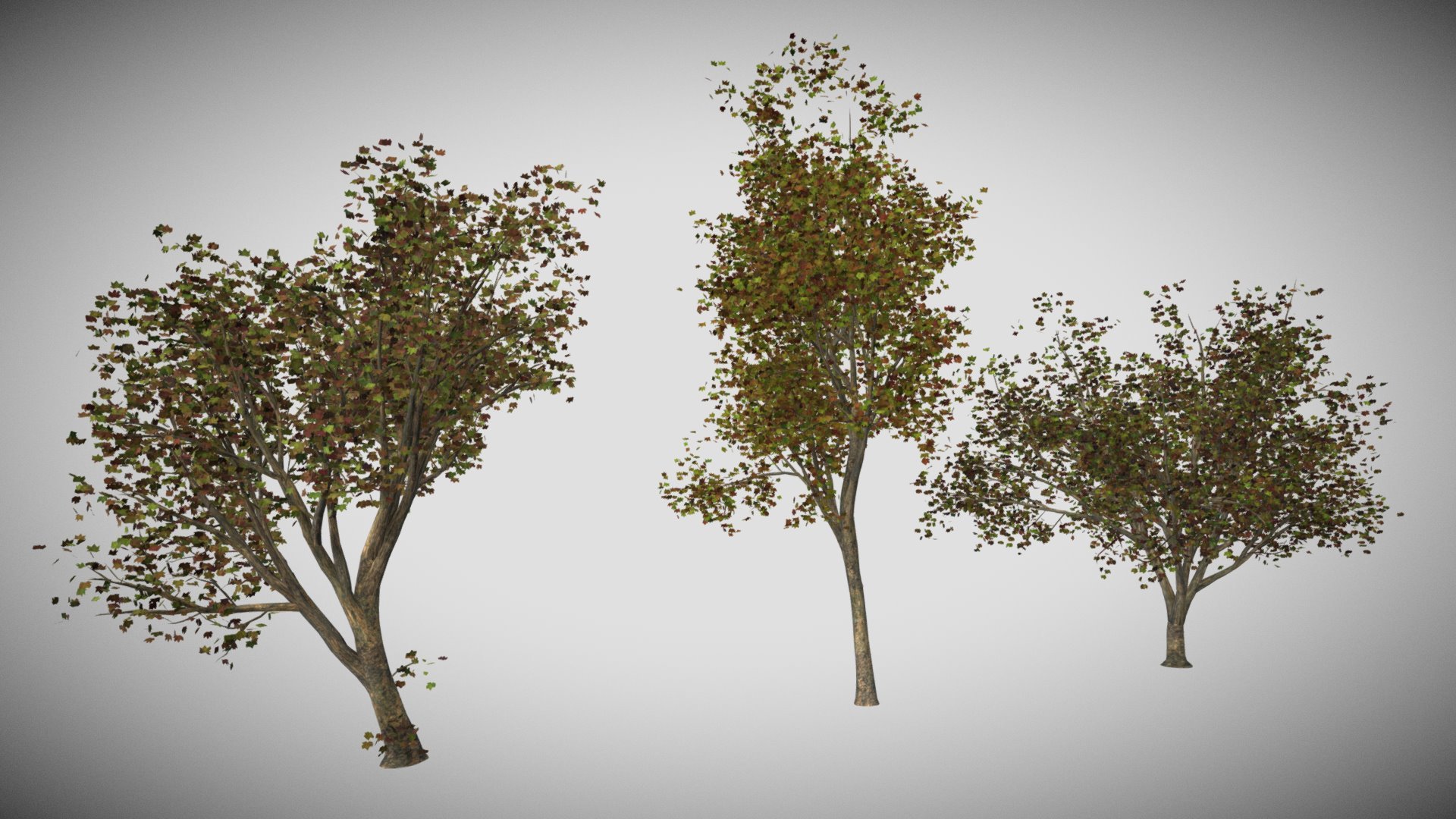 Maples Optimized 3d model