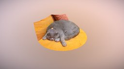 Sleeping Cat