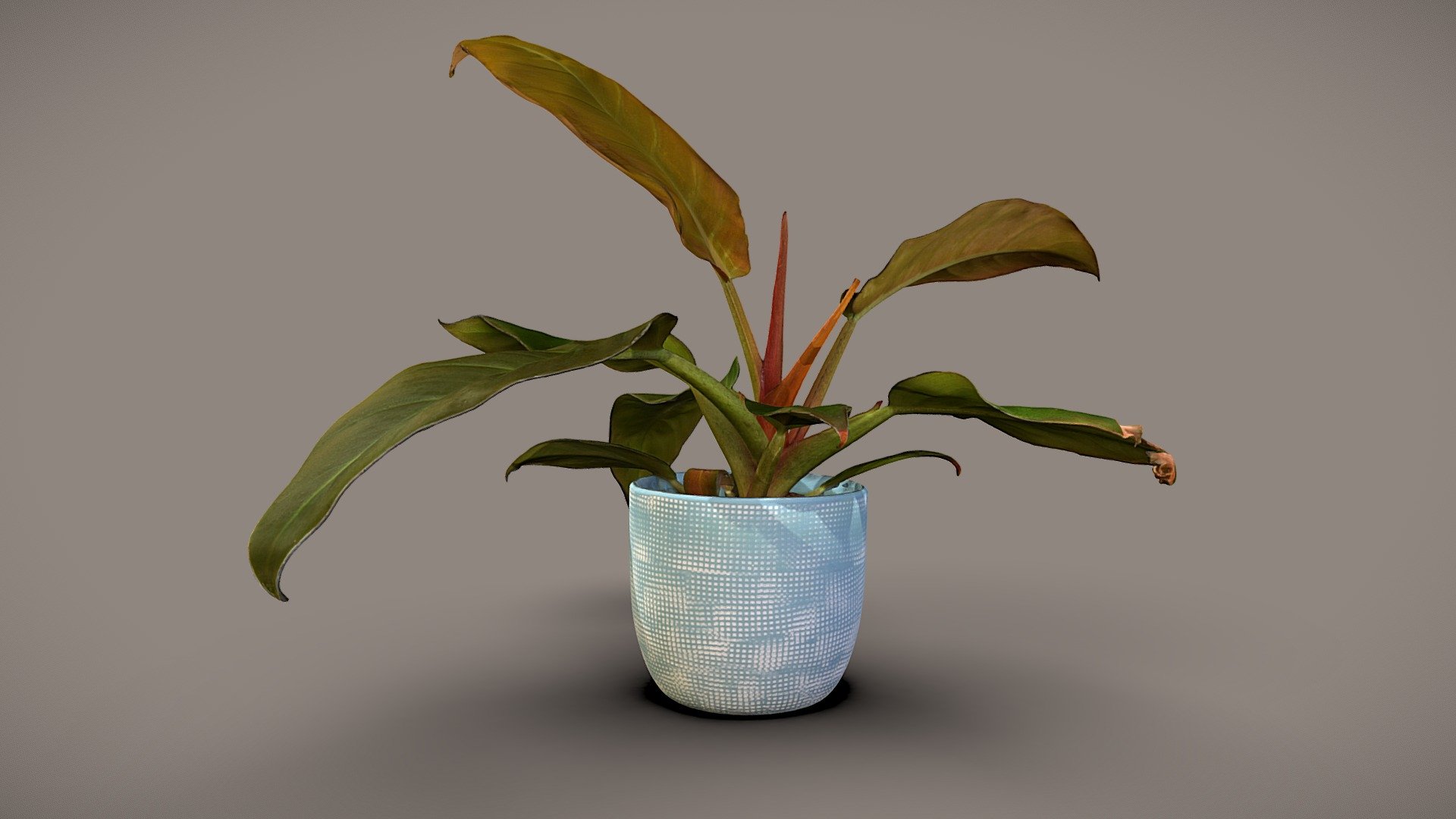 Philodendron Imperial red 3d model