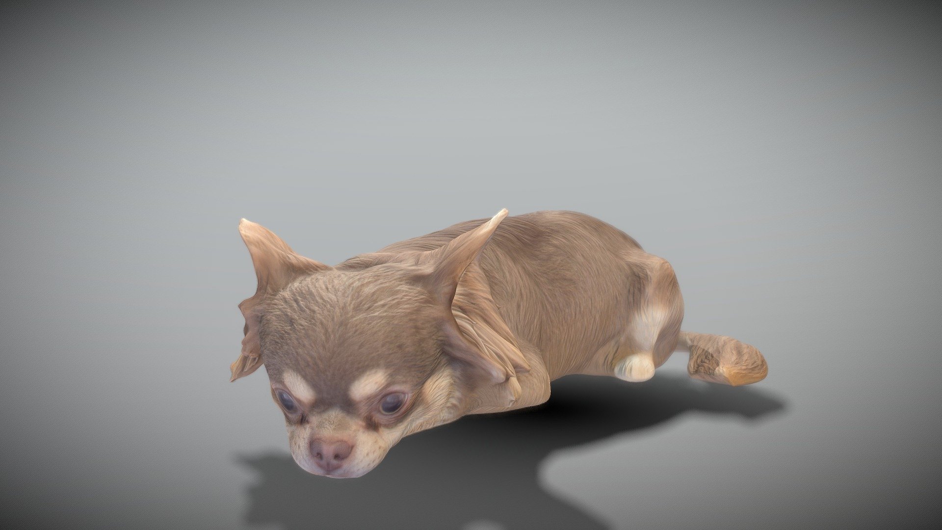 Lying dog 42 3d model