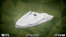 NUFV-108 skull of Tiktaalik