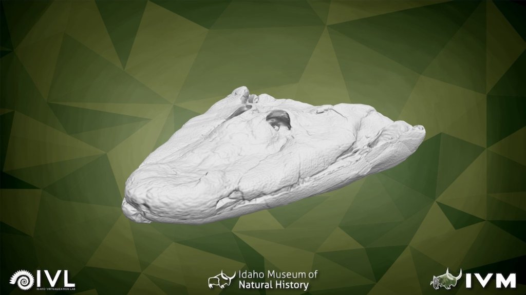 NUFV-108 skull of Tiktaalik 3d model