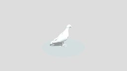 Pigeon