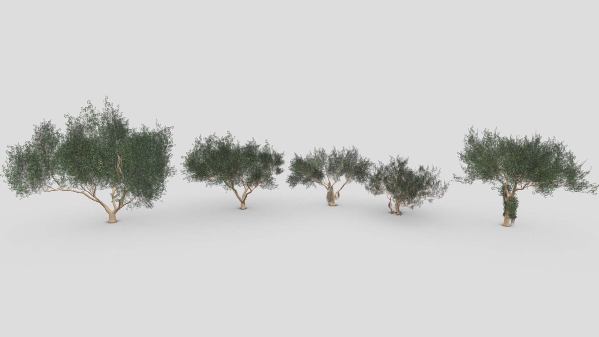 Ficus Benjamina Tree-Pack 02 3d model