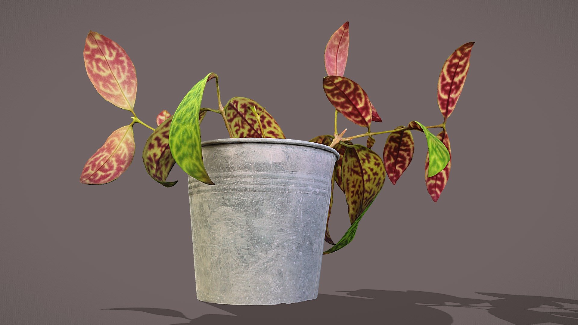 Lipstick Plant 3d model