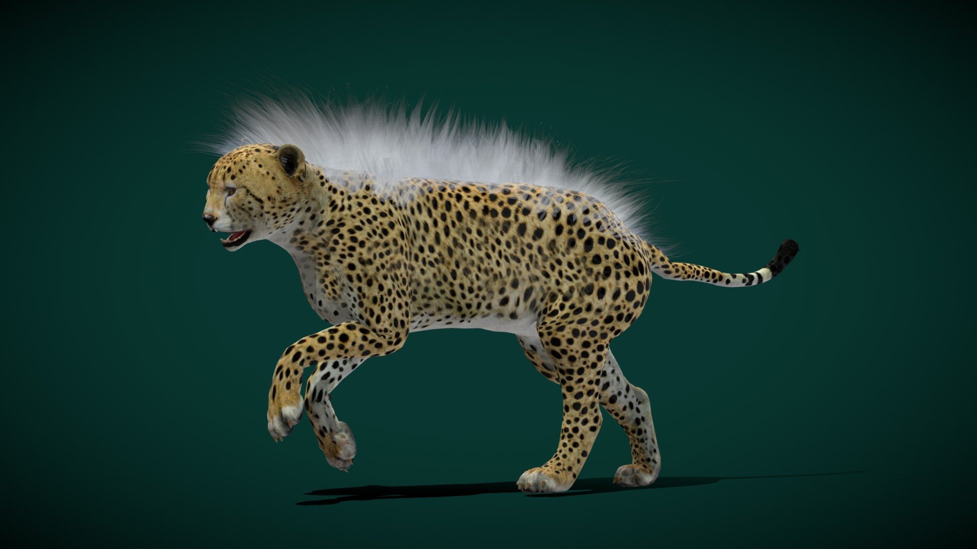 Young Cheetah Animal (Game Ready) 3d model