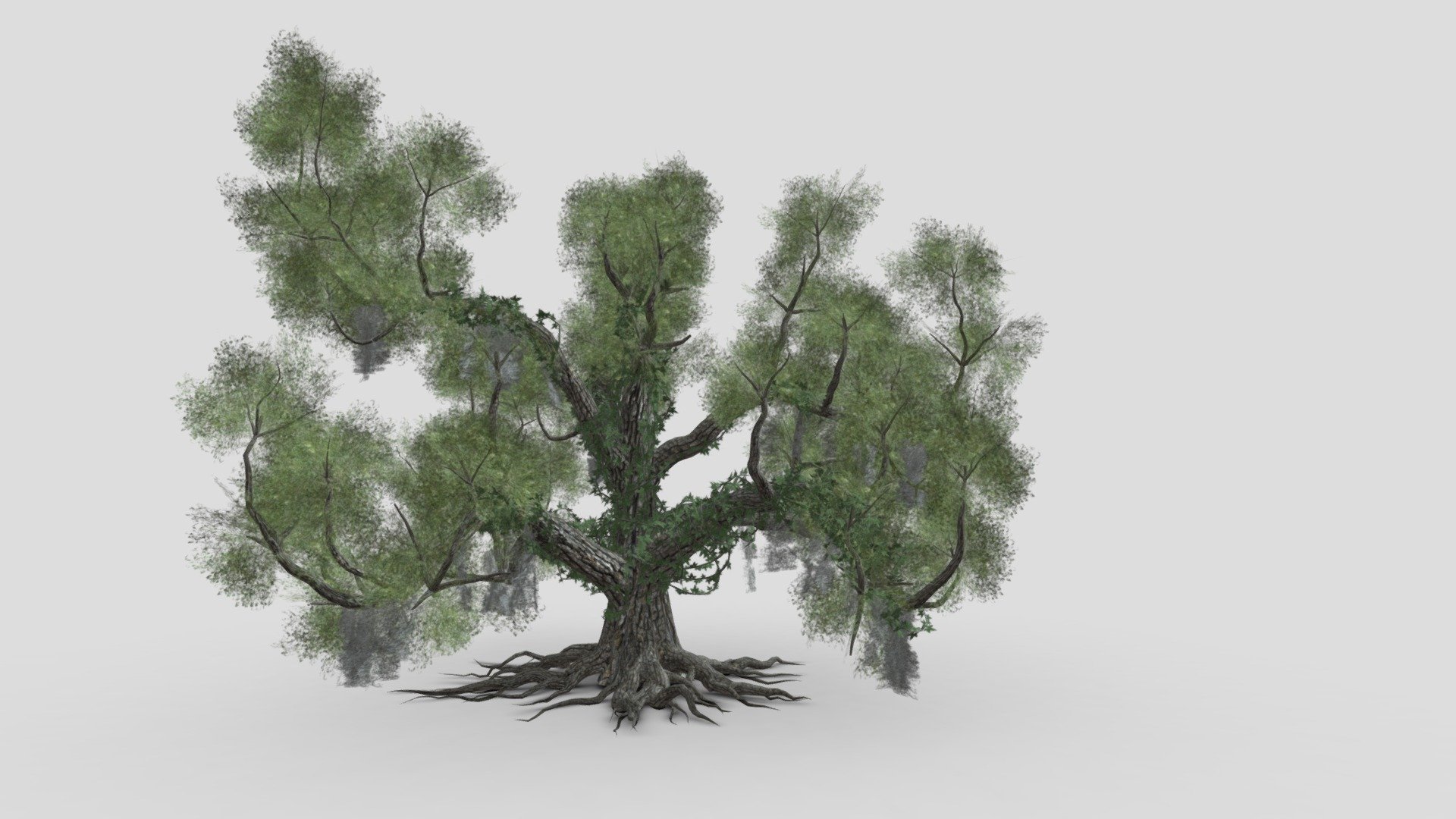 Live Oak-SK-06 3d model