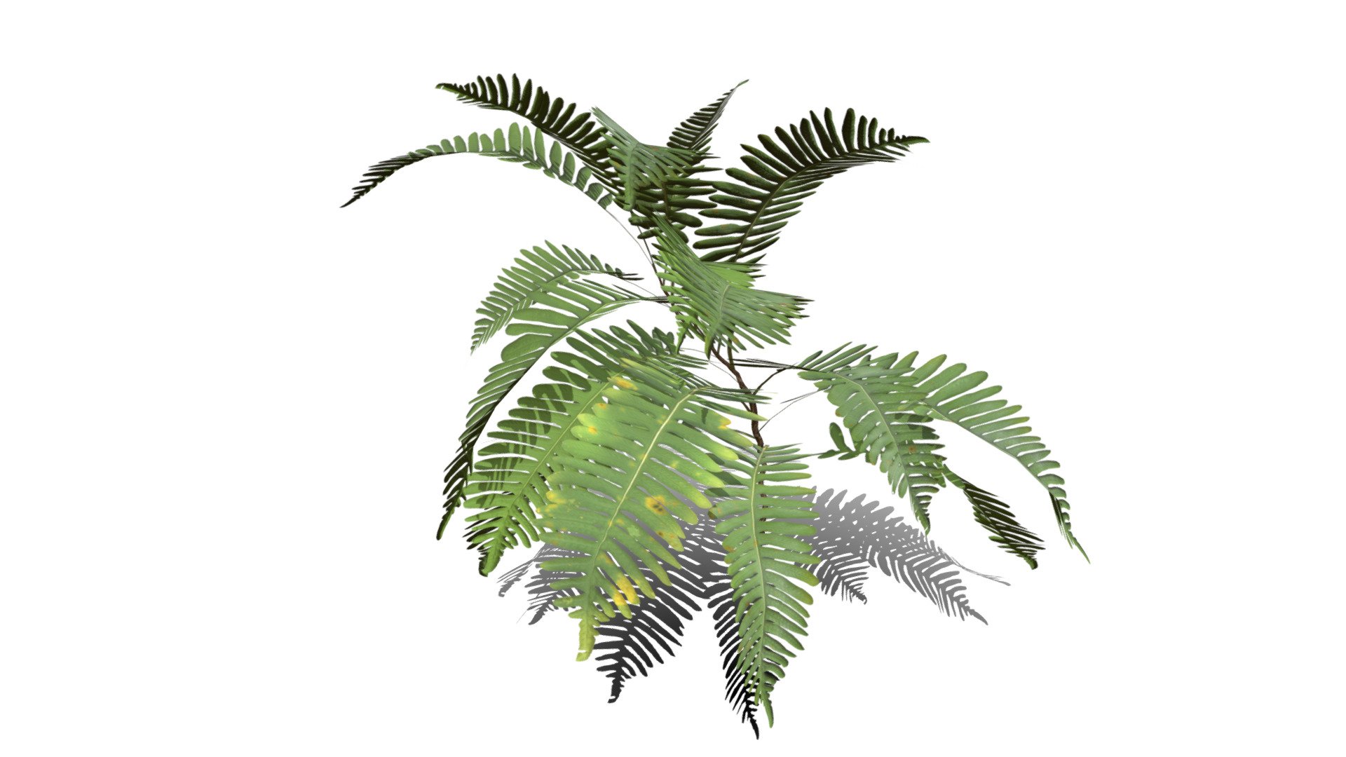 Realistic HD Common polypody fern (17/55) 3d model