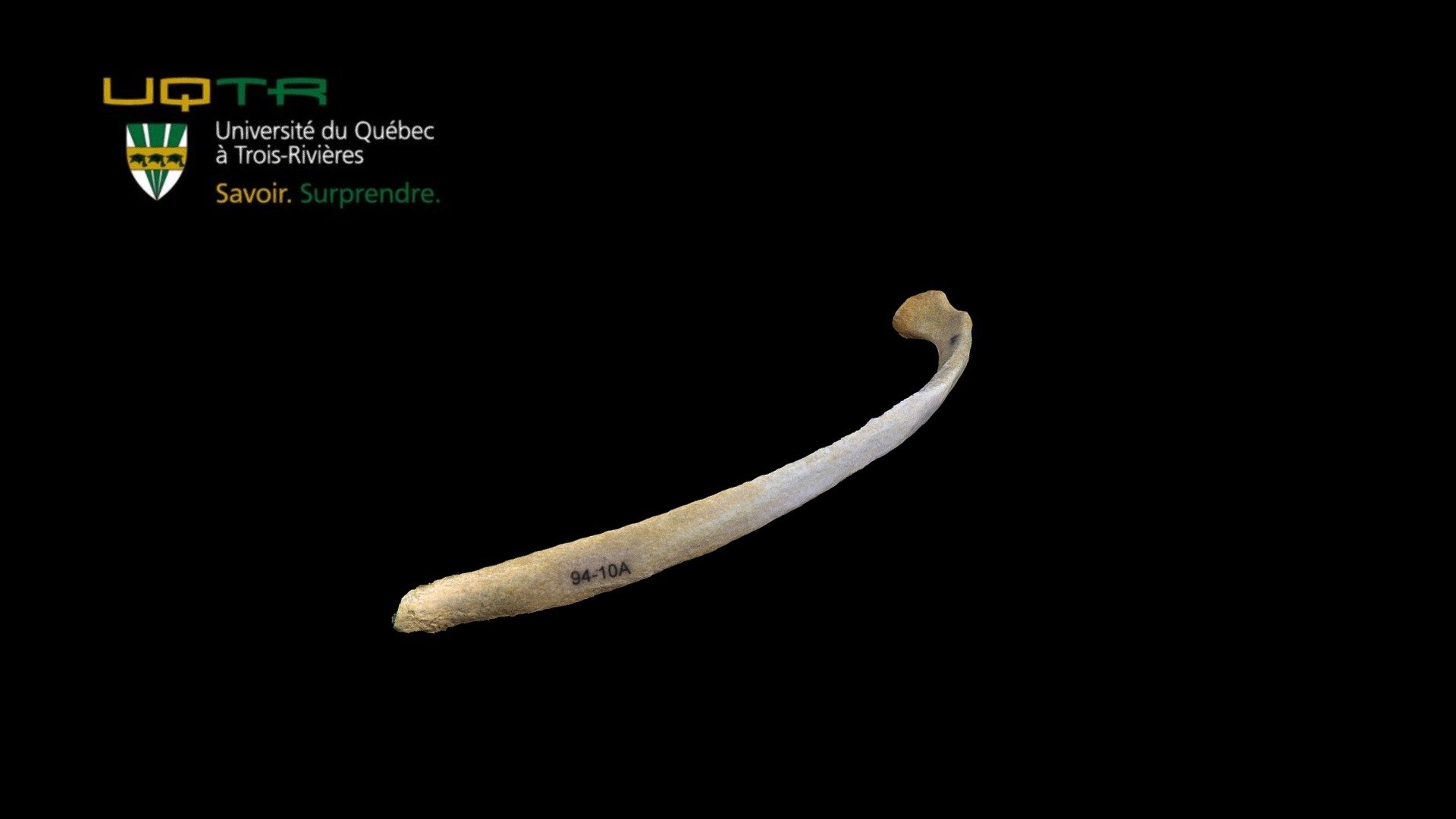 Côte 11 / Rib 11 3d model