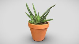 Gasteraloe plant