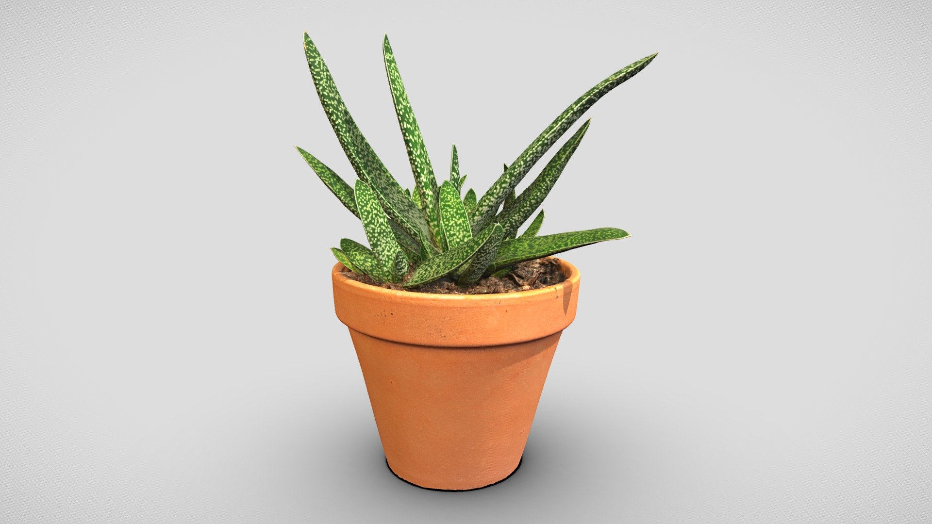 Gasteraloe plant 3d model