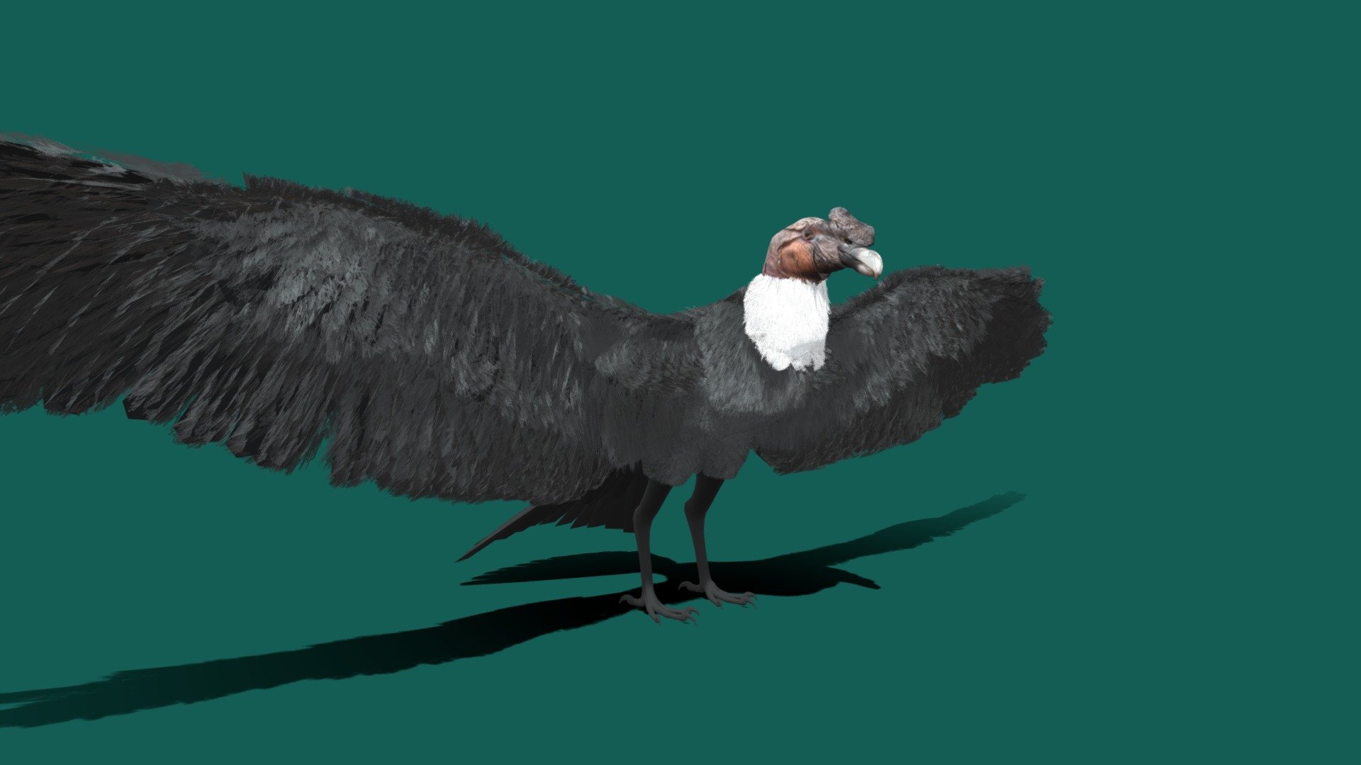 Andean condor 3d model