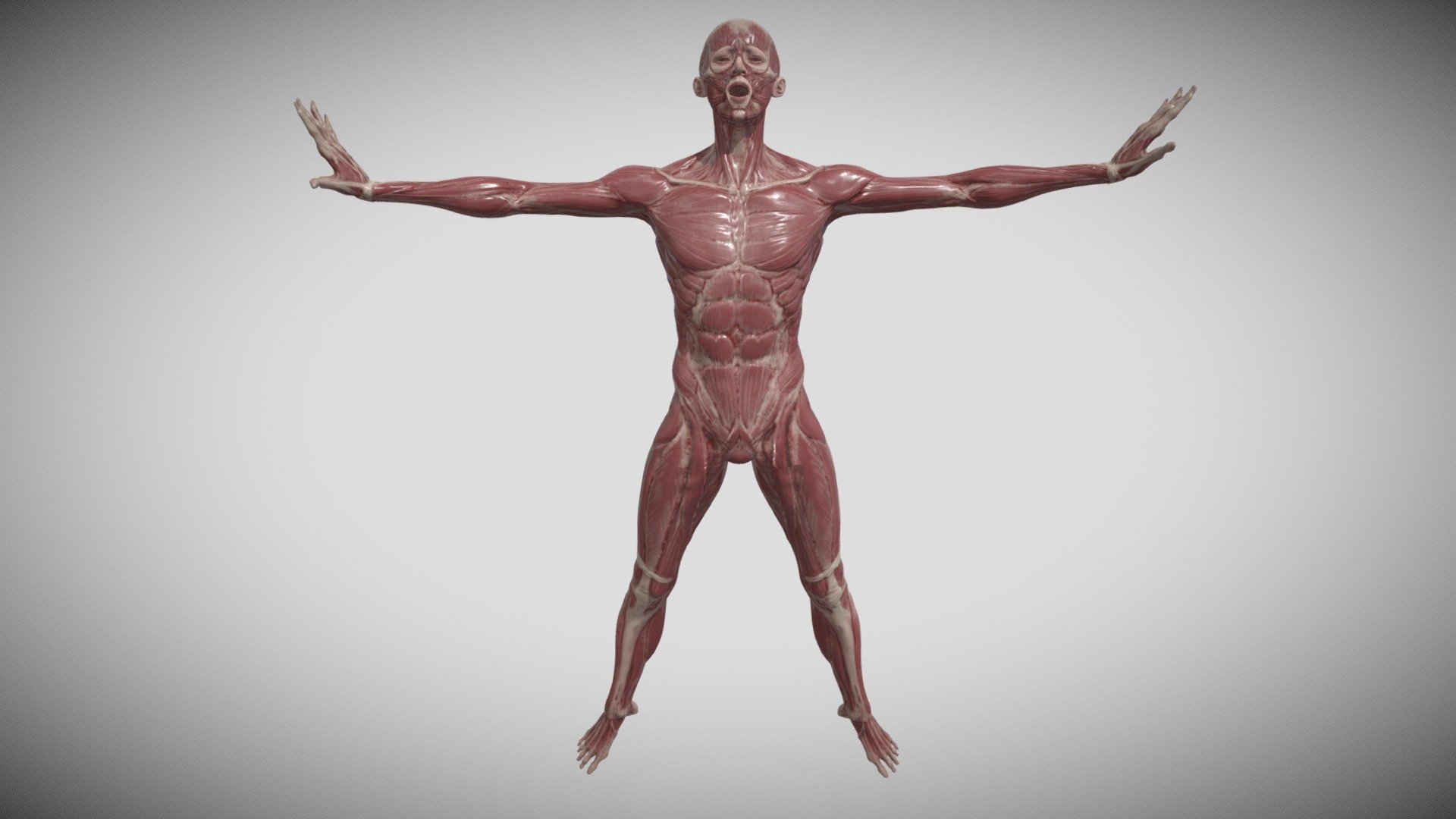 Front Body Anatomy 3d model