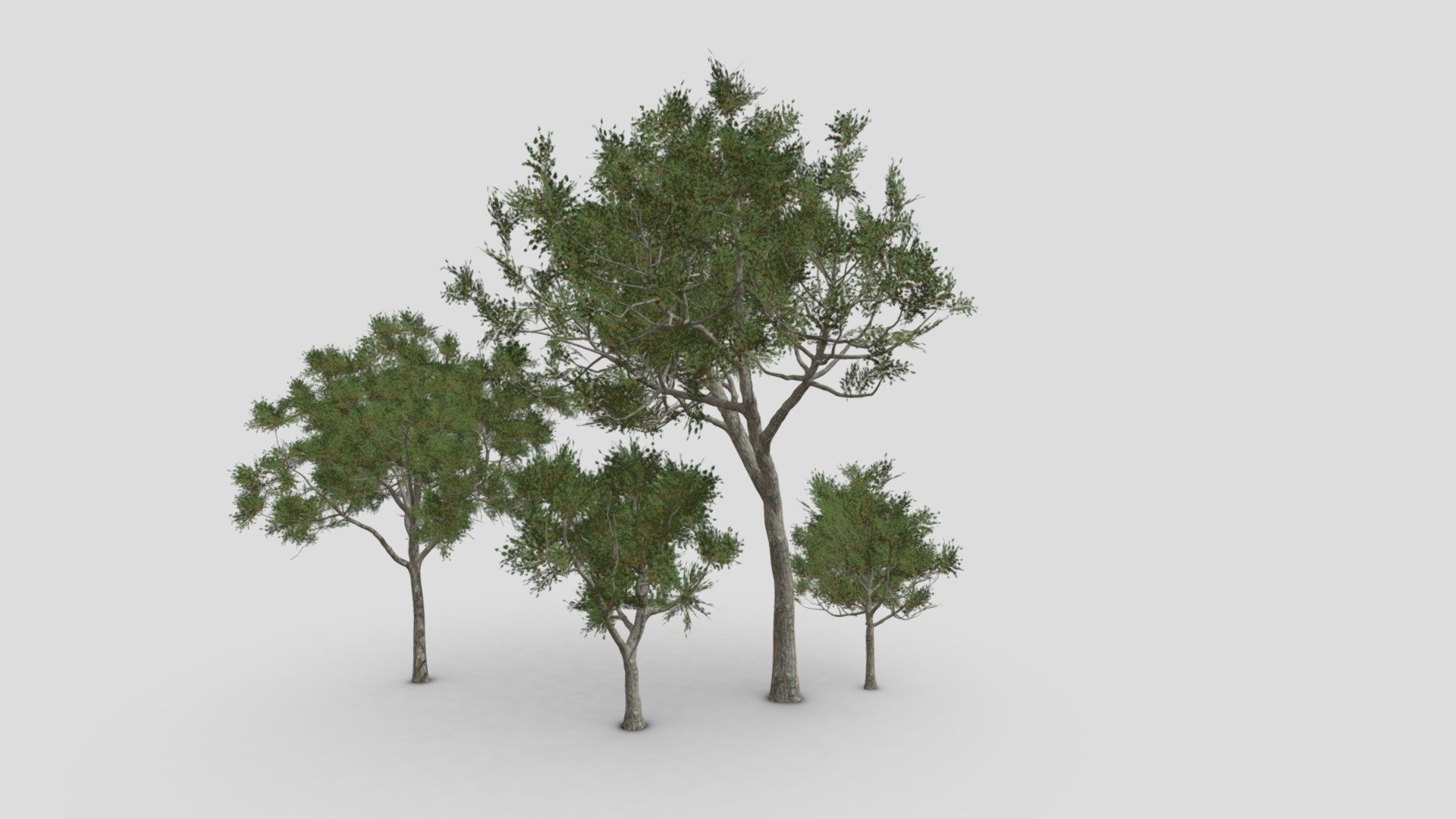 River Birch-SK-11 3d model