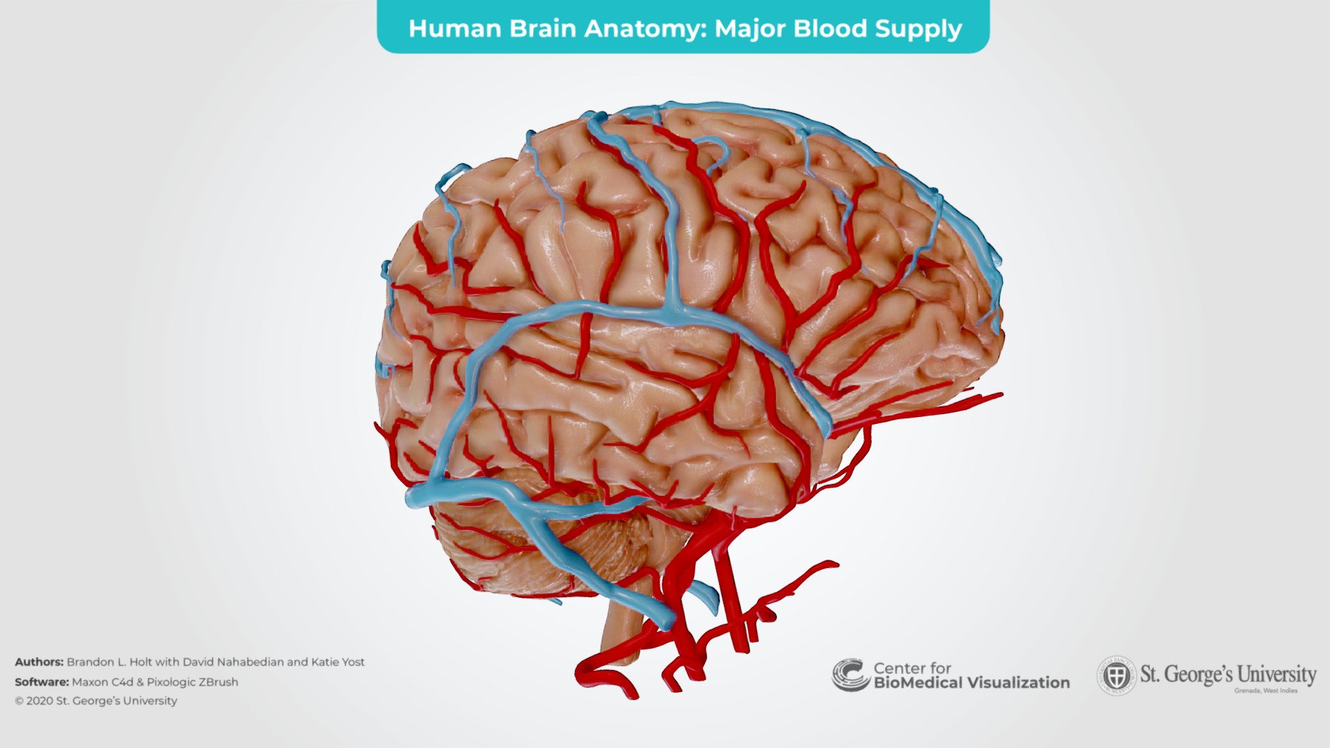 Human Brain 3d model