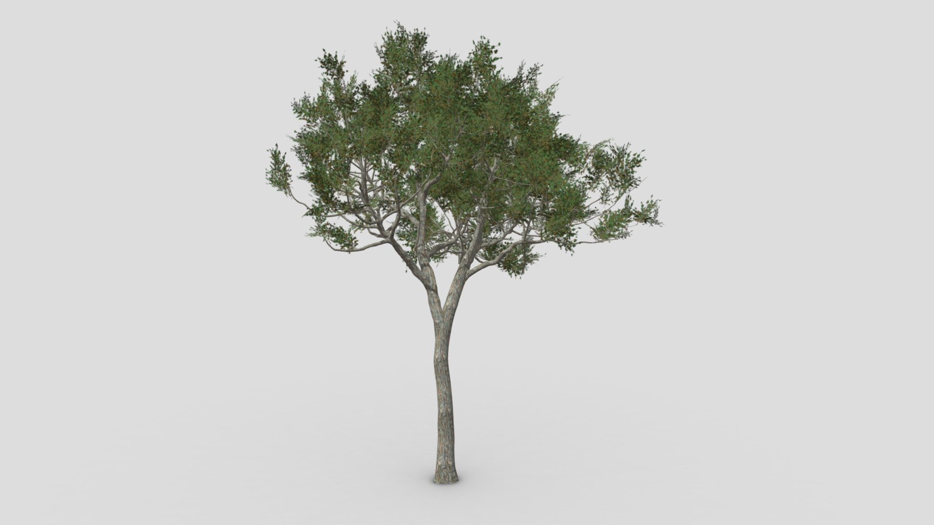 River Birch-SK-10 3d model