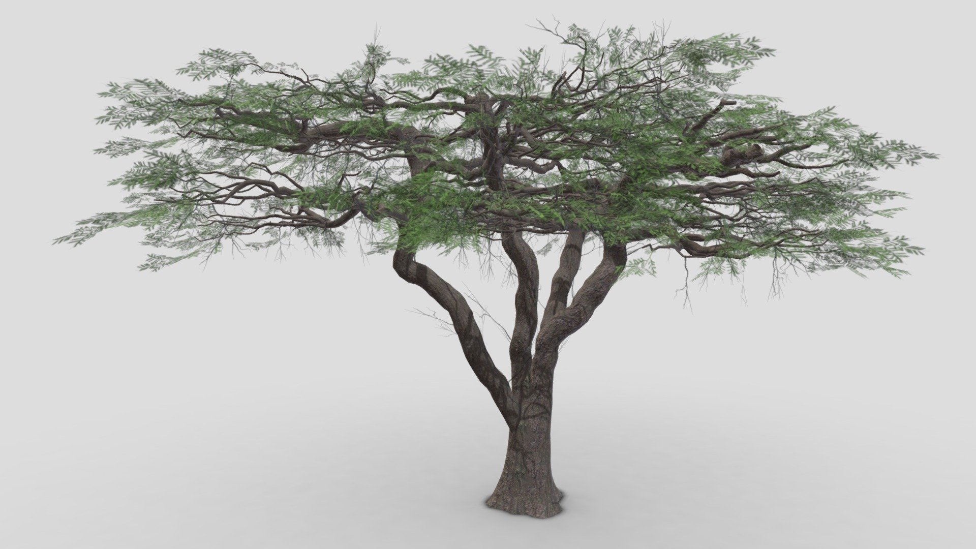 African Acacia Tree-S12 3d model