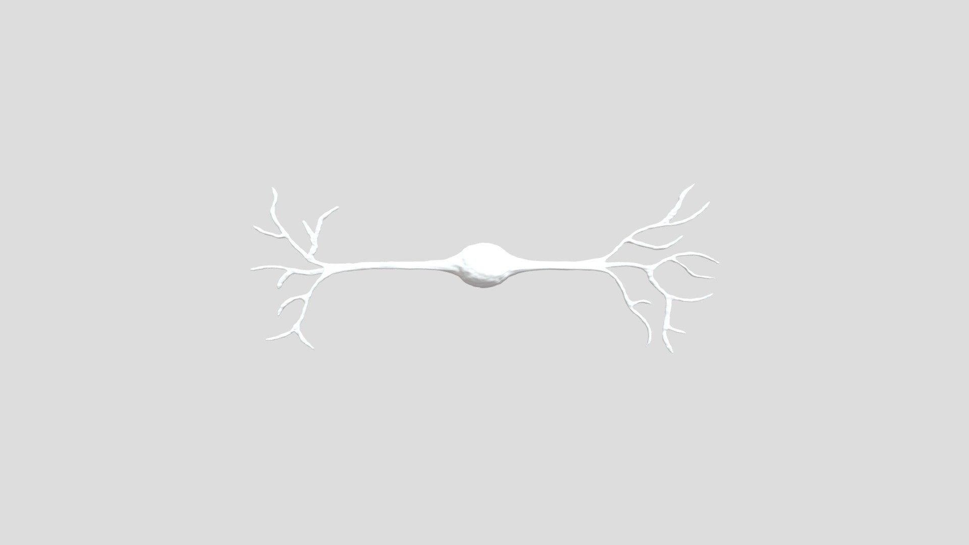 Bipolar Neuron 3d model