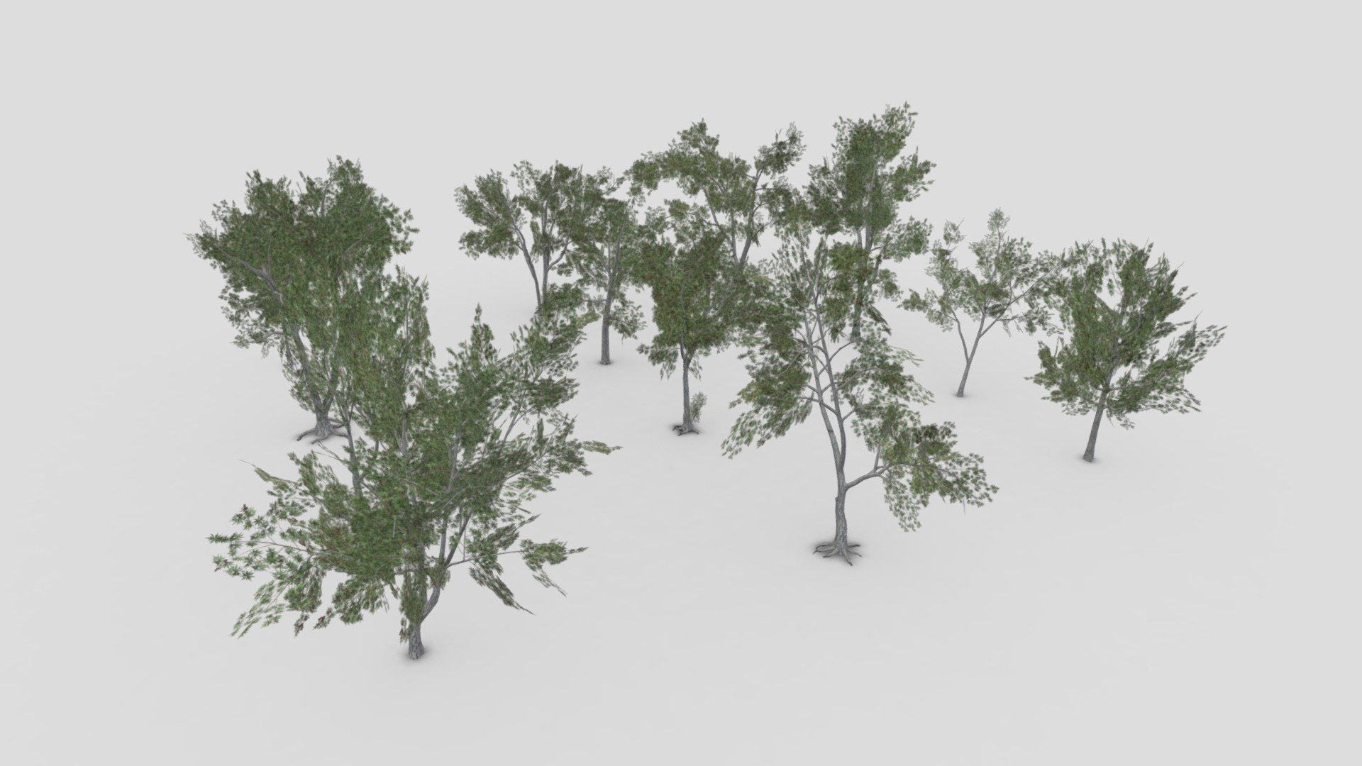 Conocarpus Tree- Full Pack- 04 3d model