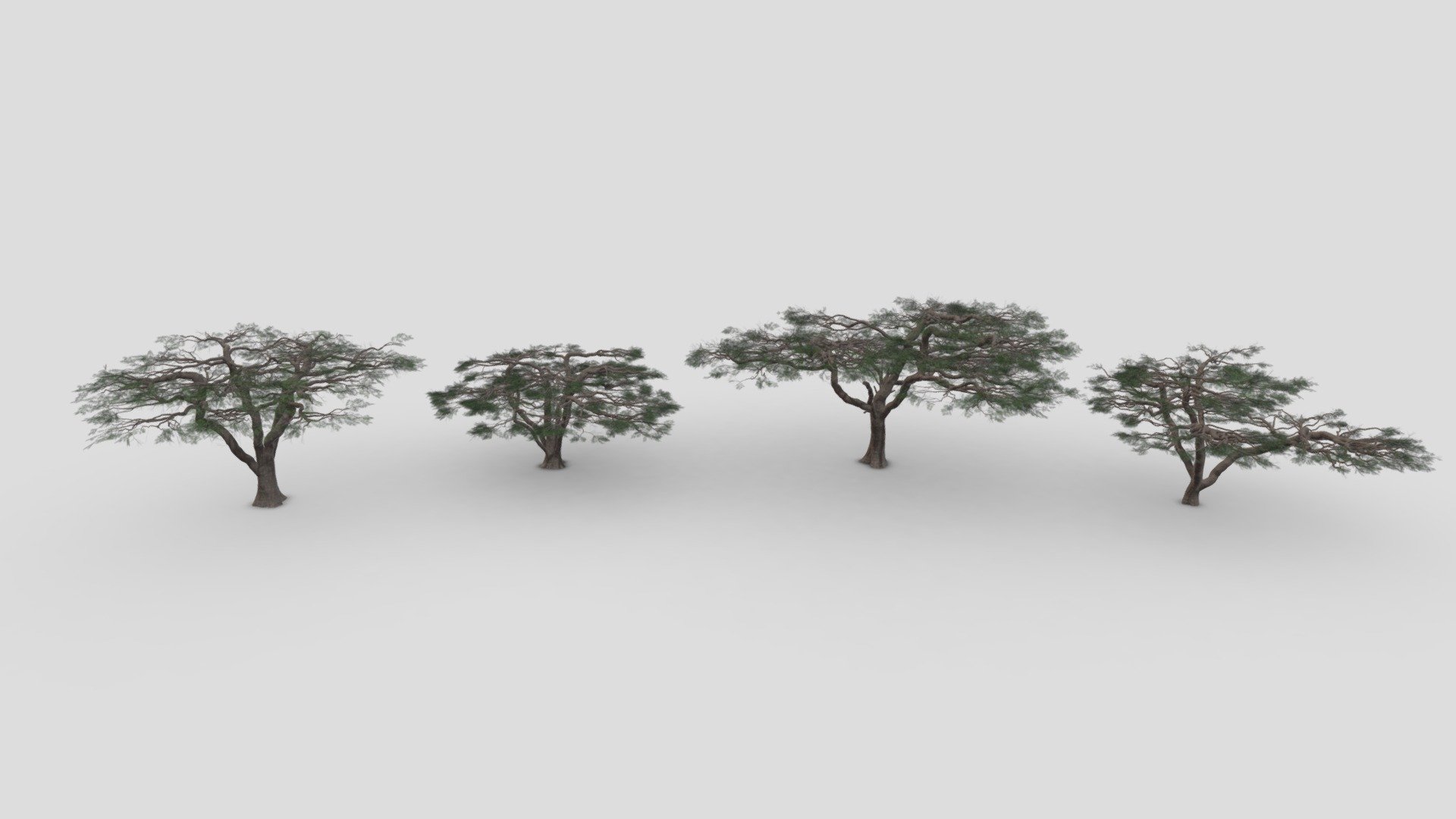 African Acacia Tree- Pack 03 3d model