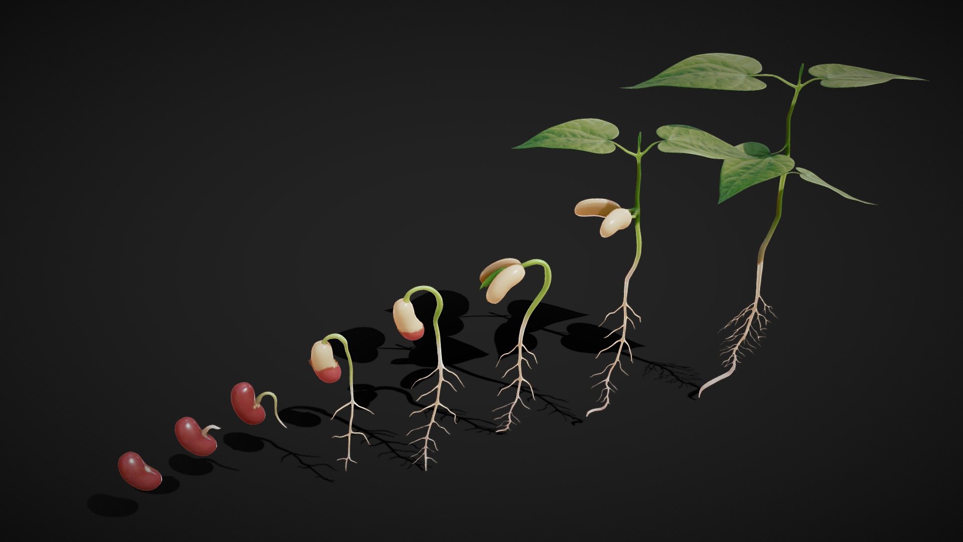 Process Of Seed Germination 3d model