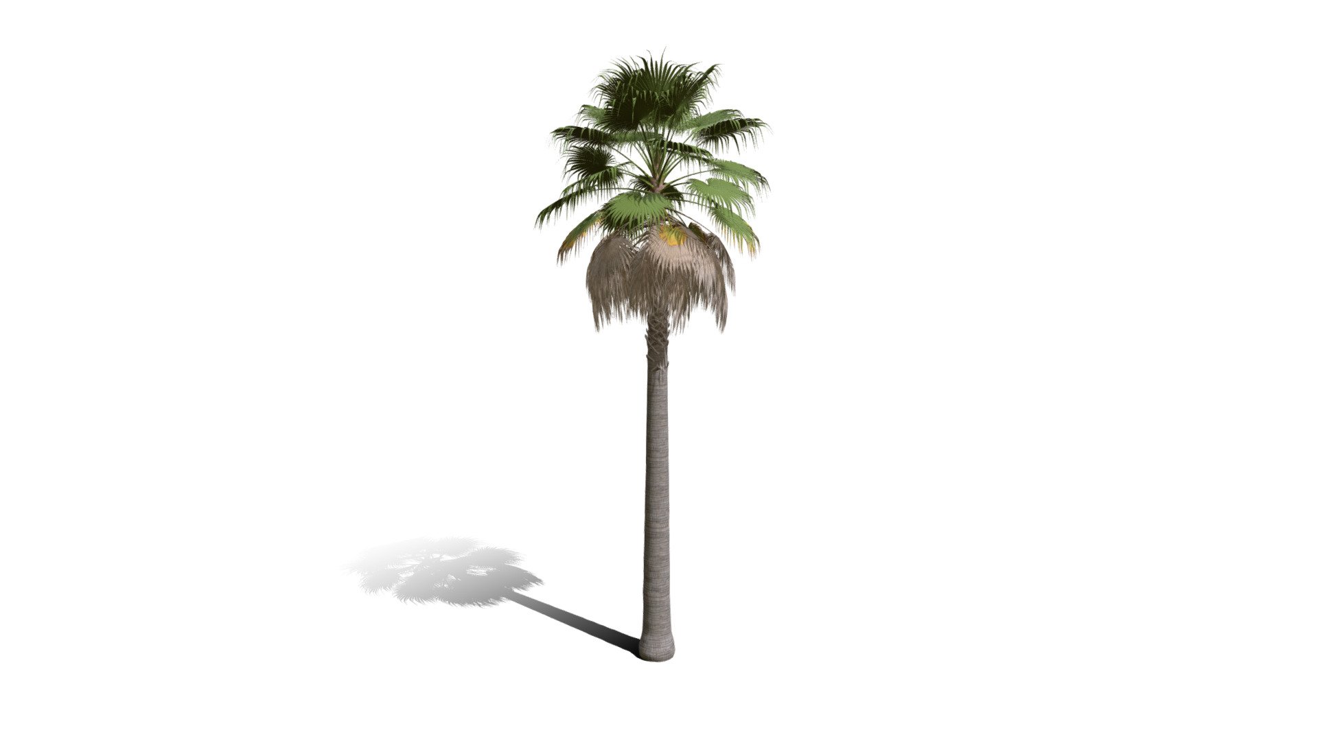 Realistic HD California fan palm (15/25) 3d model