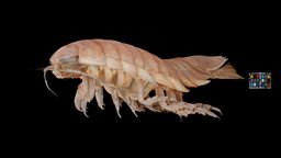 オオグソクムシ Giant Isopod, Bathynomus doederleinii