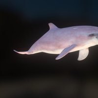 Dolphin V002