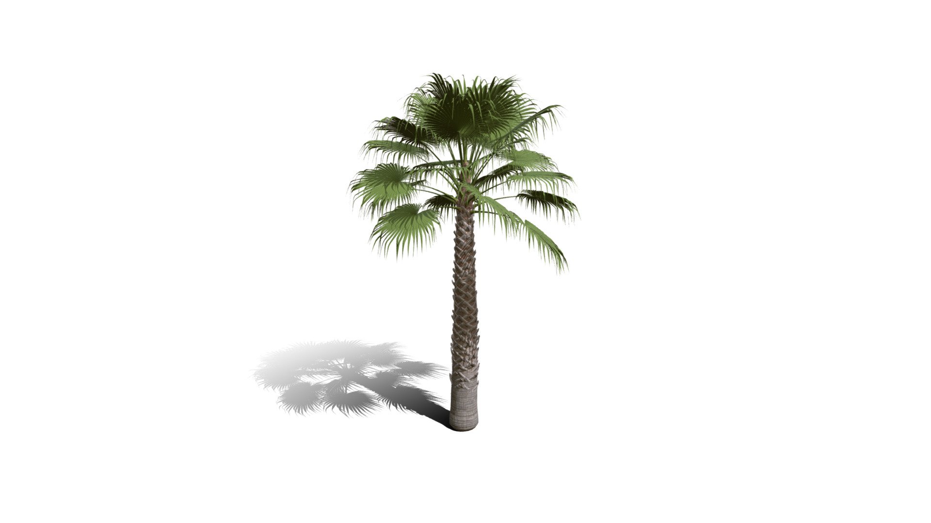 Realistic HD California fan palm (17/25) 3d model