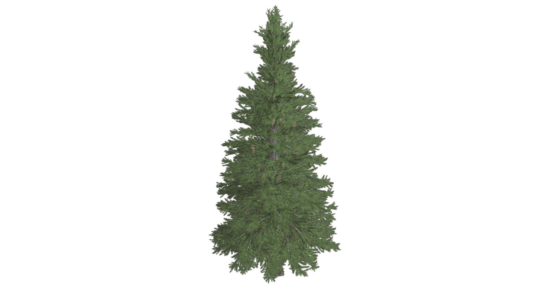 Norway Spruce Tree #05 3d model