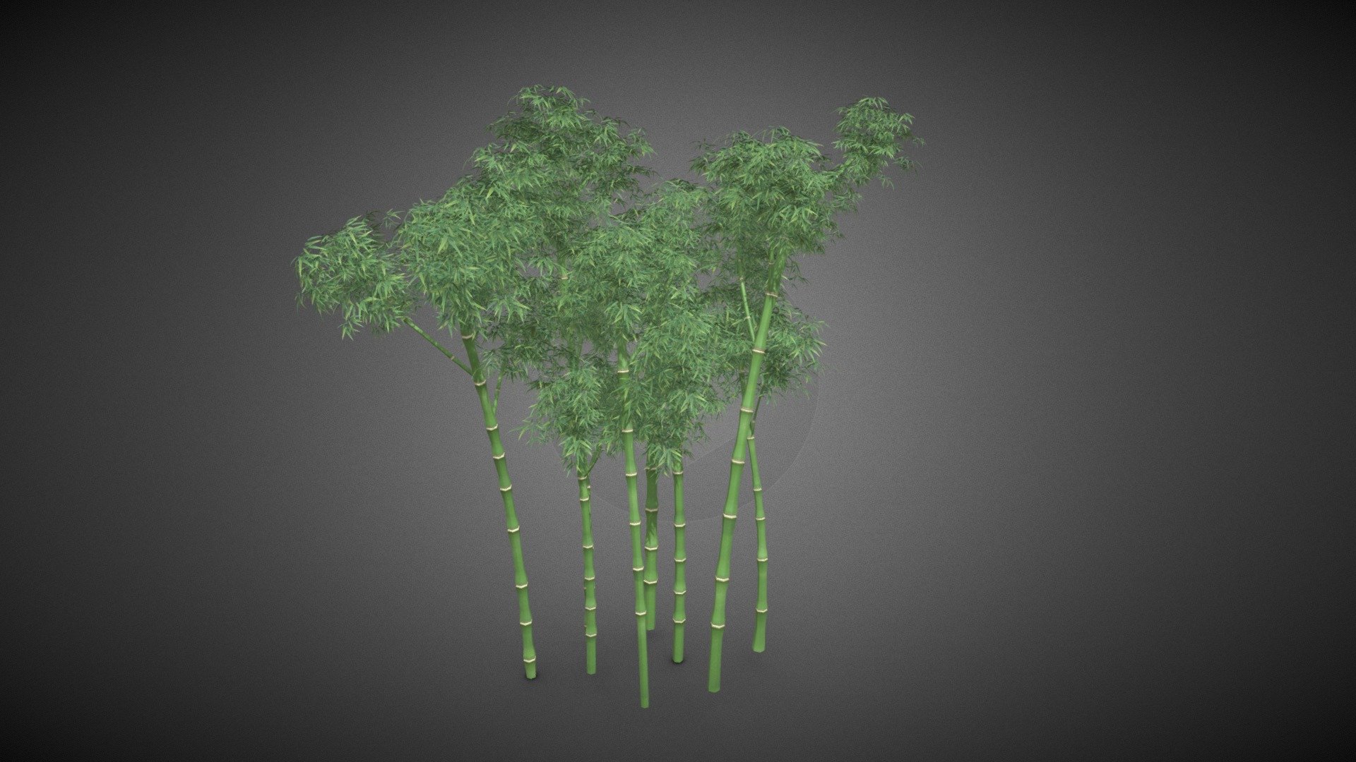 Bamboo Tree 3d model