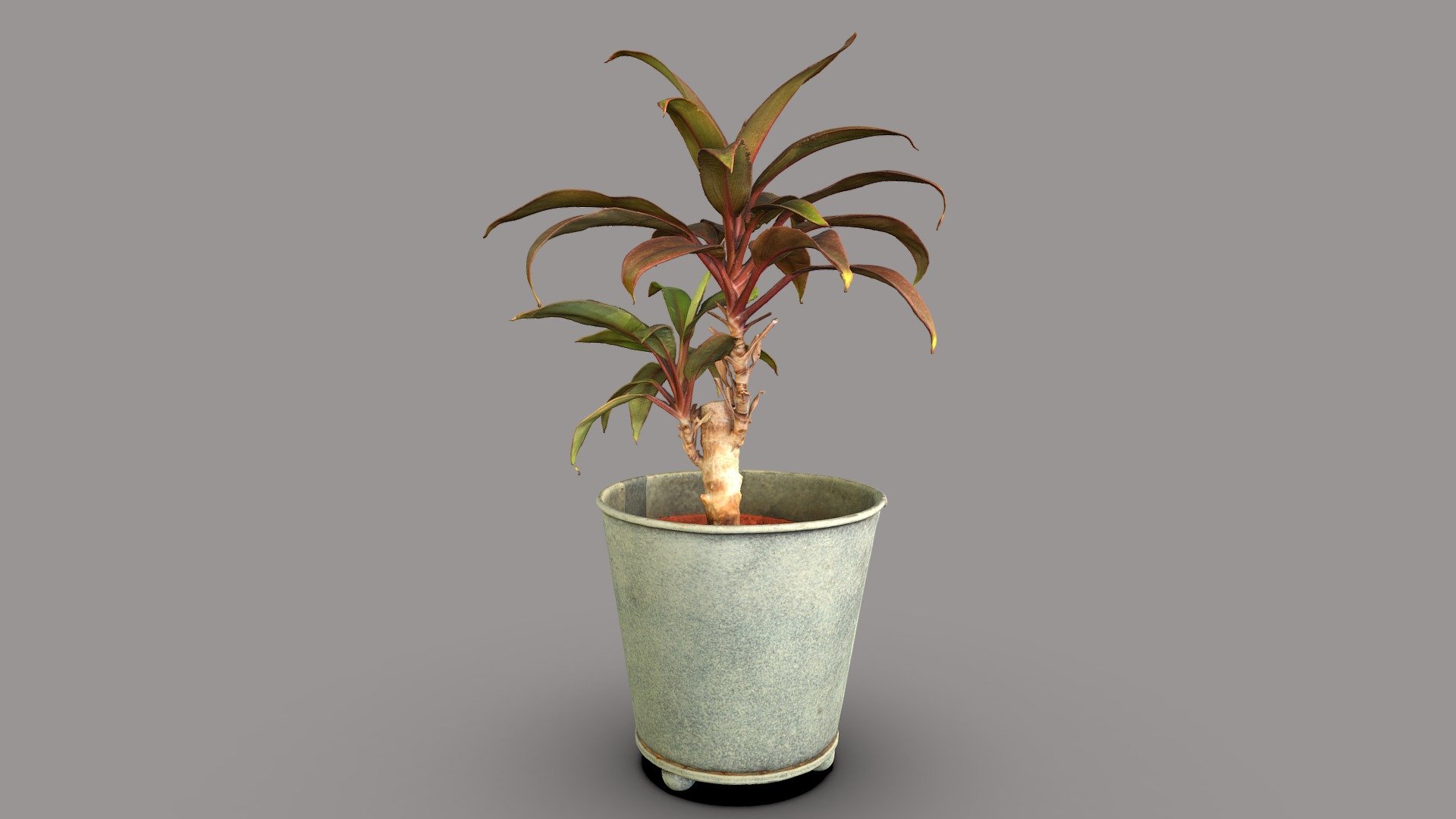 Ti plant 3d model