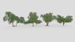 Prosopis Tree- Pack- 01