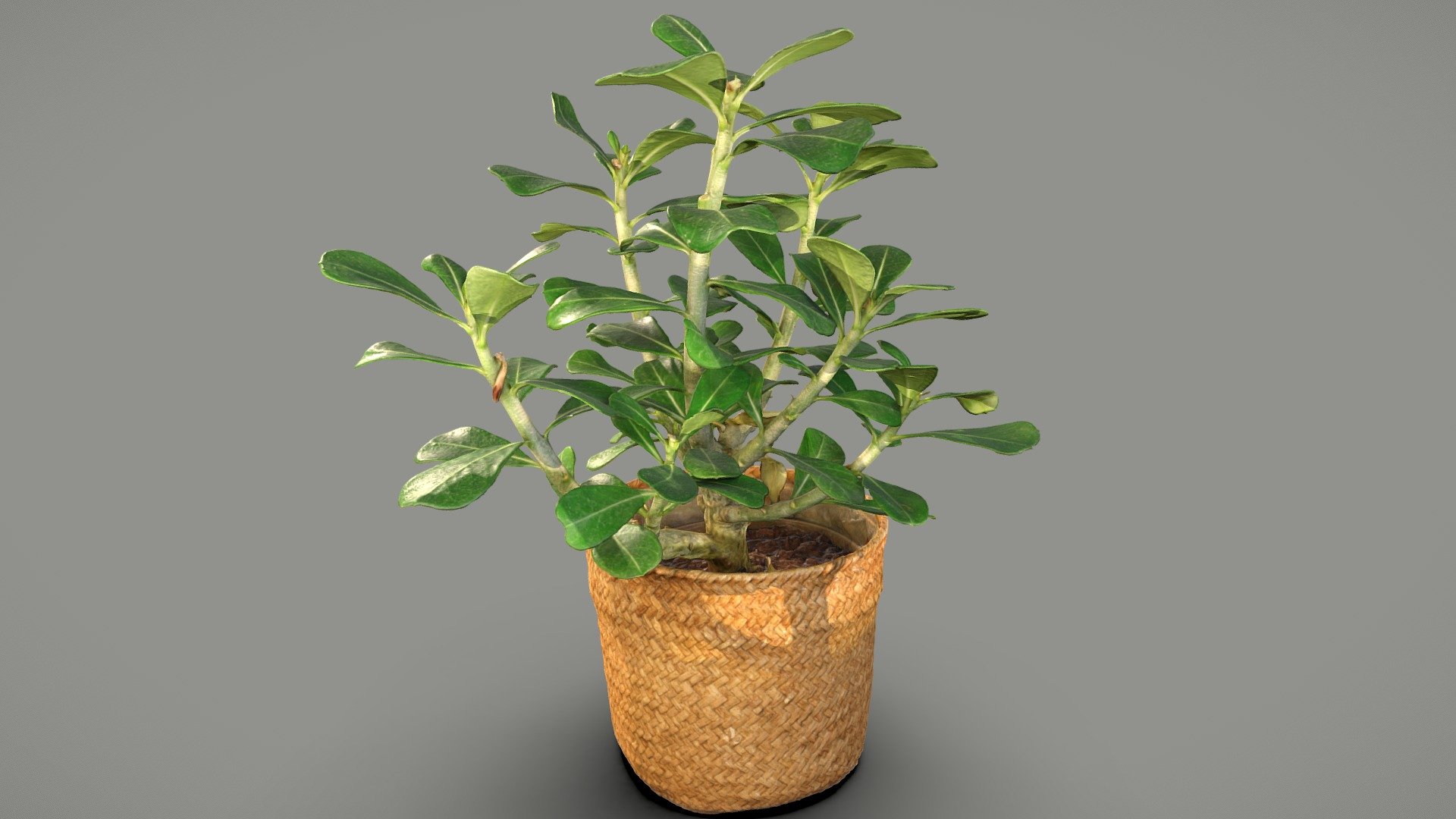 Adenium plant 3d model