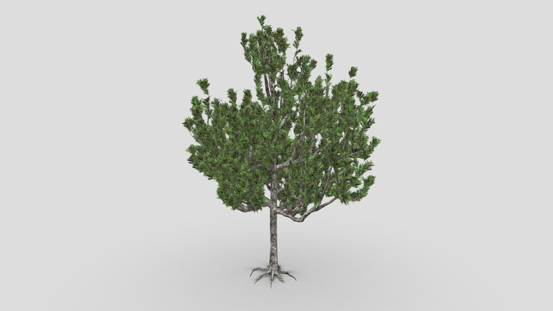 Kauri tree- S2 3d model