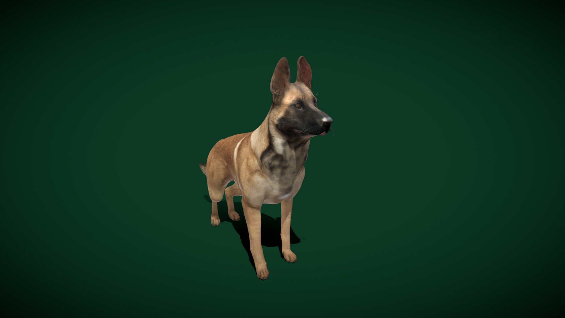 Belgian Malinois Dog (Game Ready) 3d model