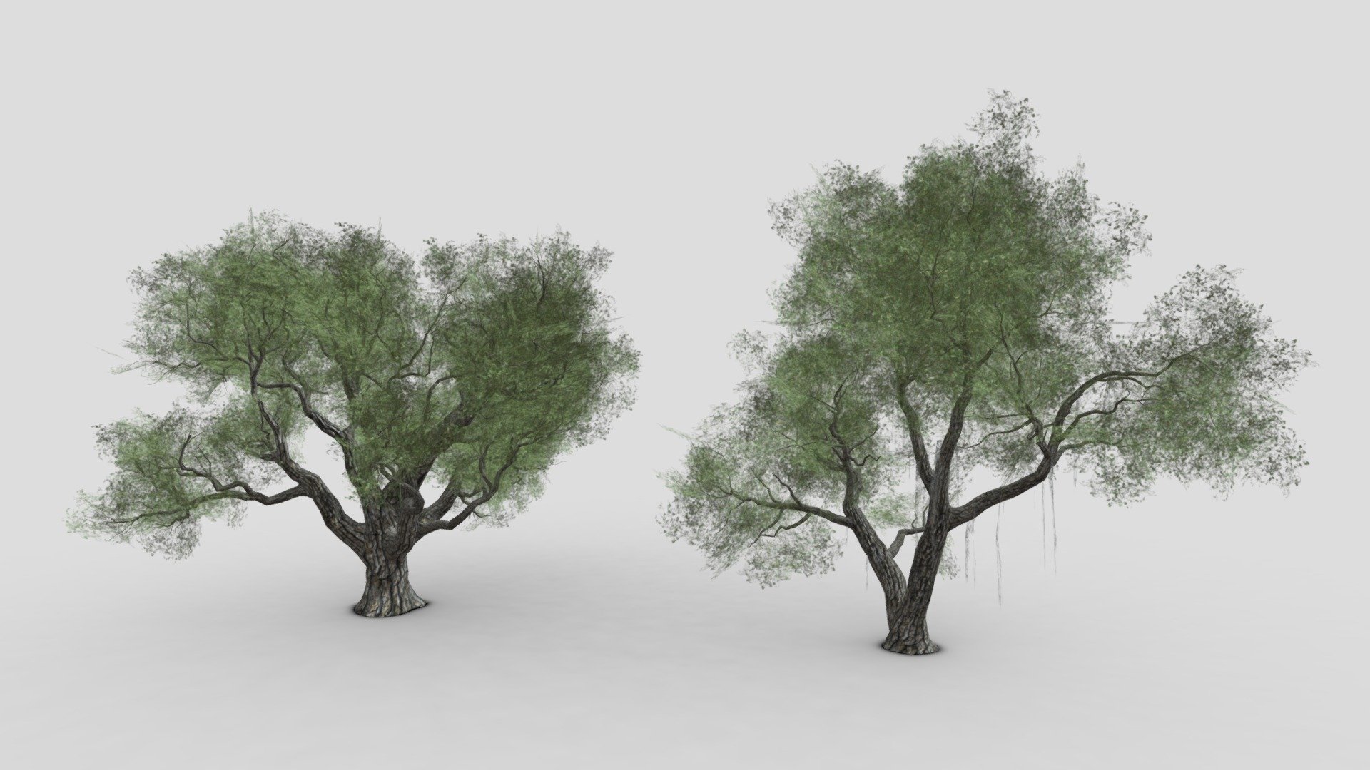 Live Oak-SK-05 3d model