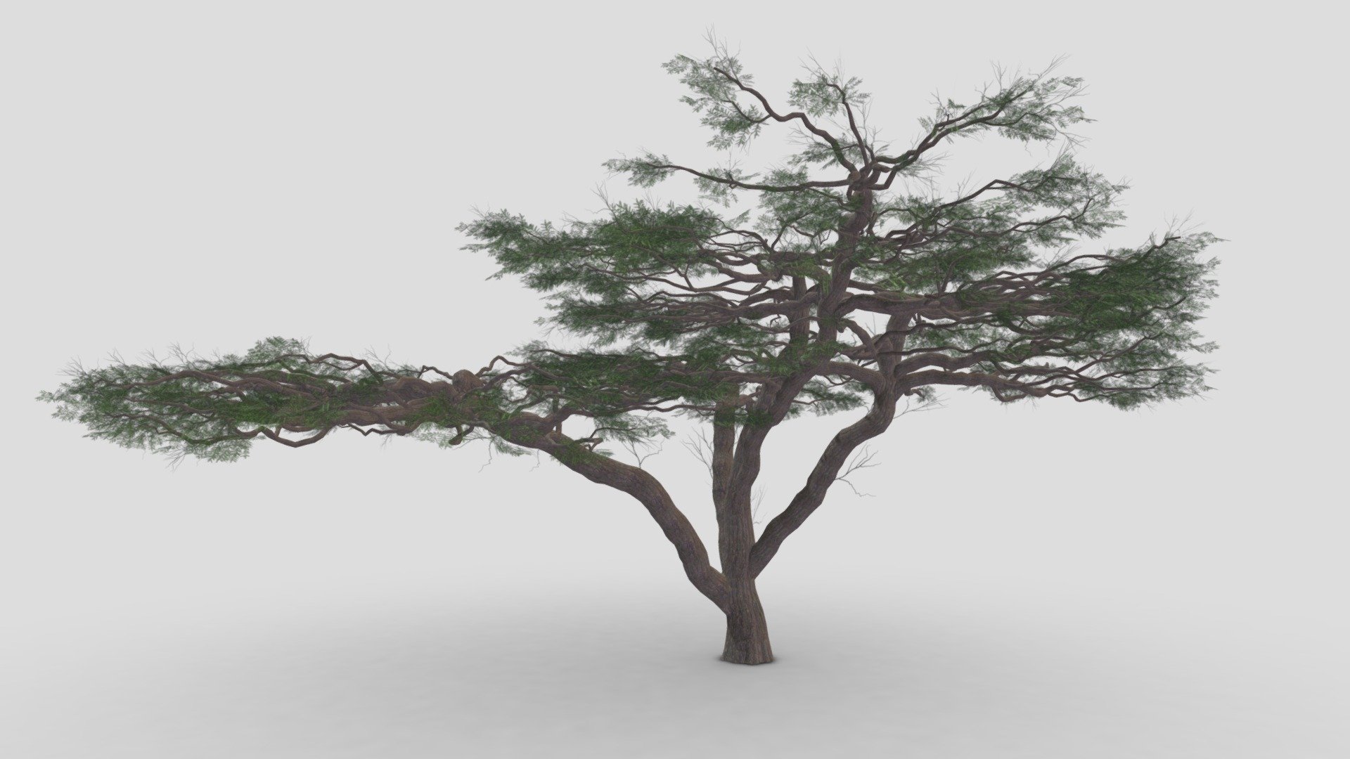 African Acacia Tree-S9 3d model