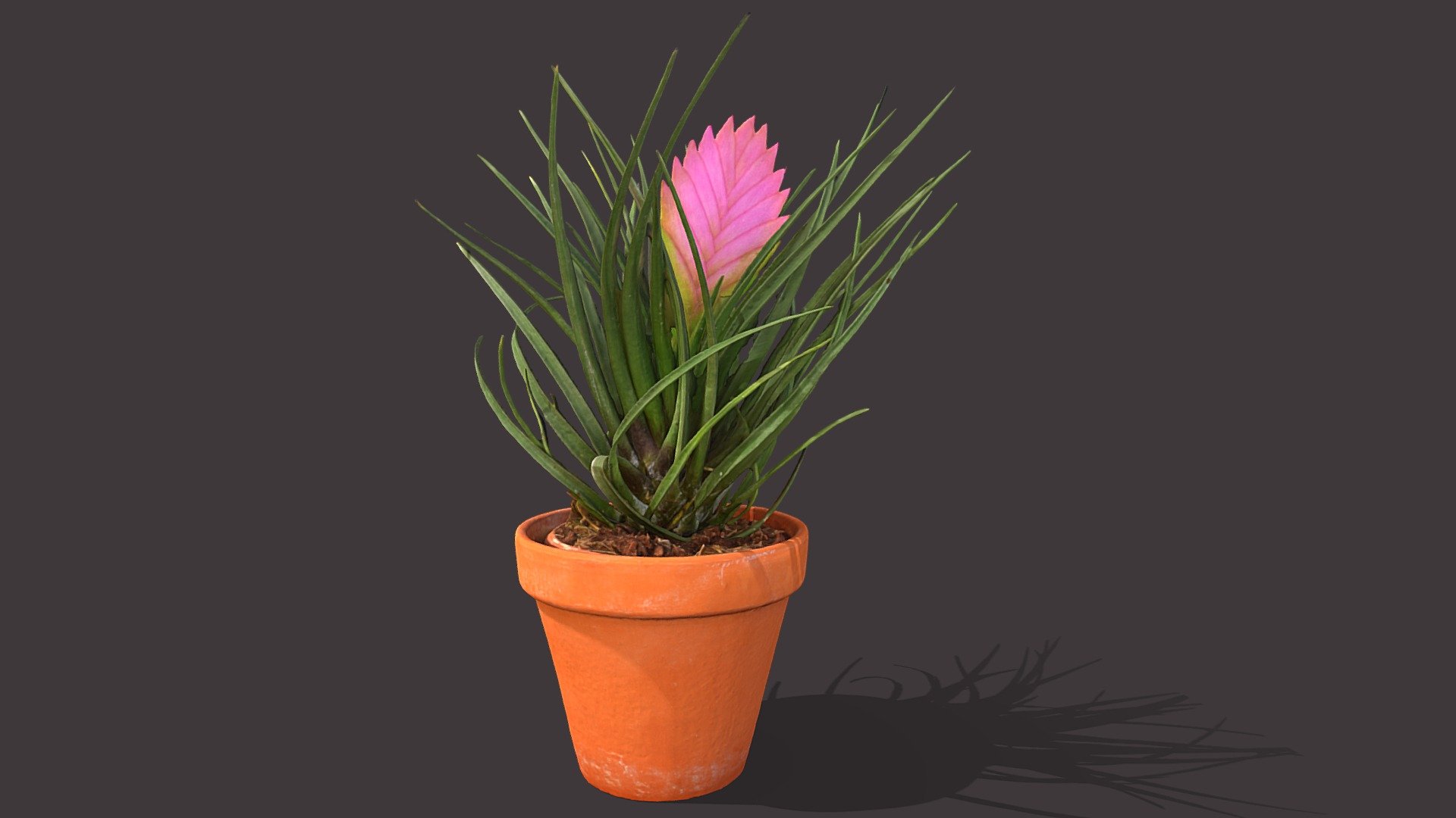 Bromelia 3d model