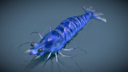 Blue Velvet Shrimp