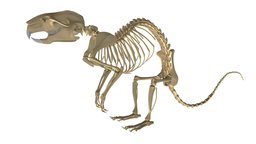 Rat Skeleton