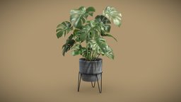 Monstera Deliciosa Pot Stand