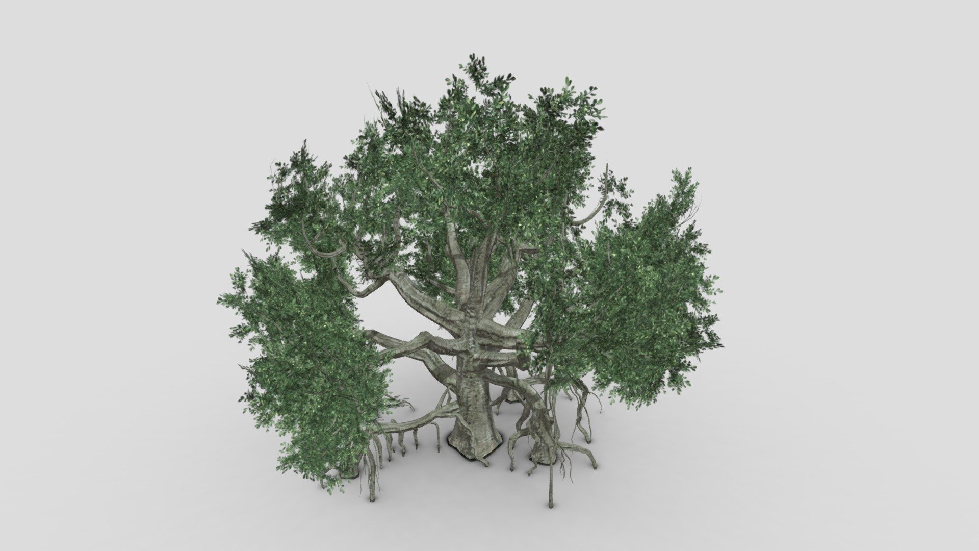 Chinese Banyan Tree-S6 3d model