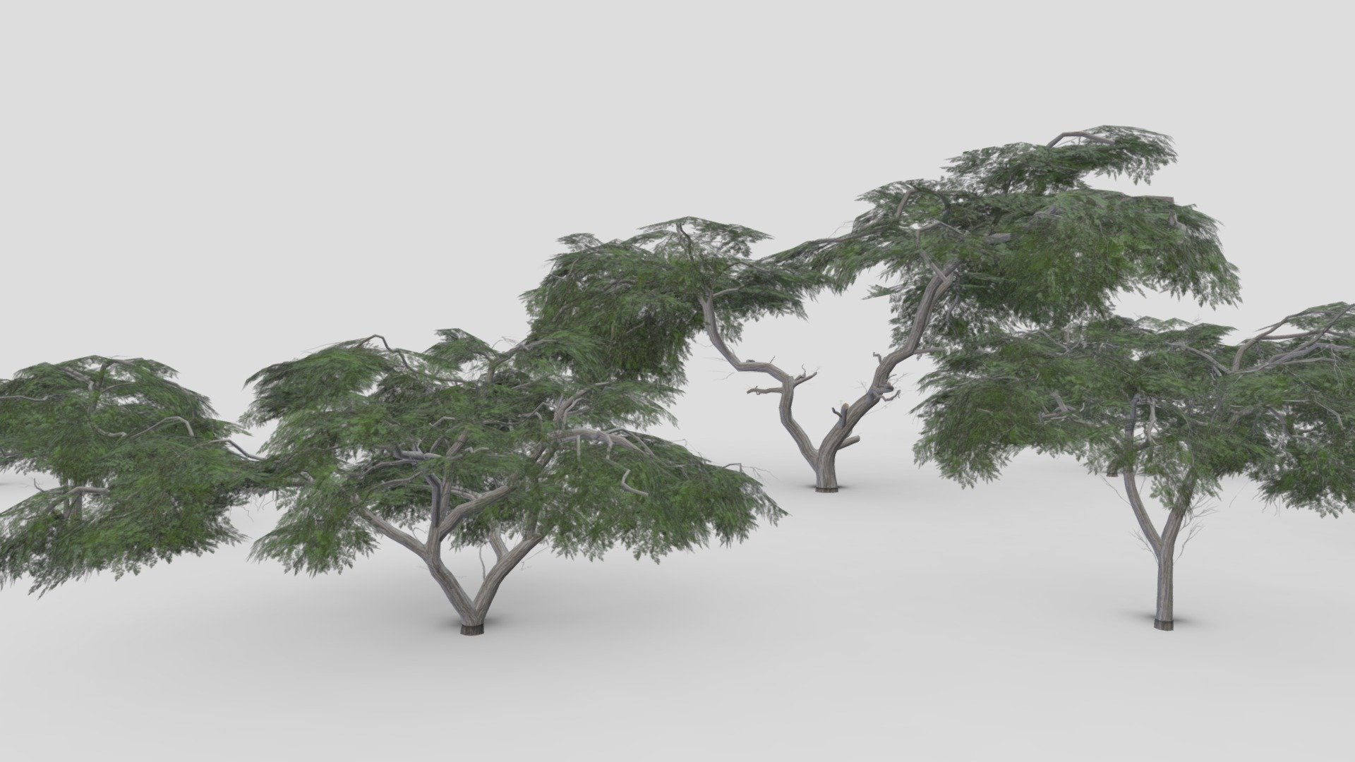 Acacia Tree- Full Pack- 07 3d model